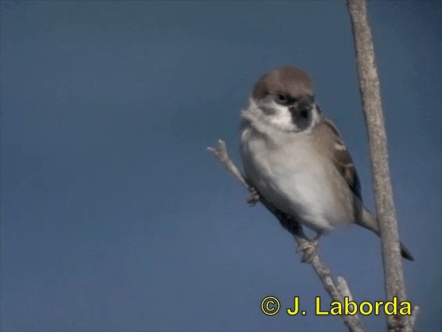 Eurasian Tree Sparrow - ML201903641