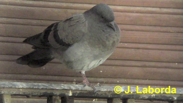 Rock Pigeon - ML201904111