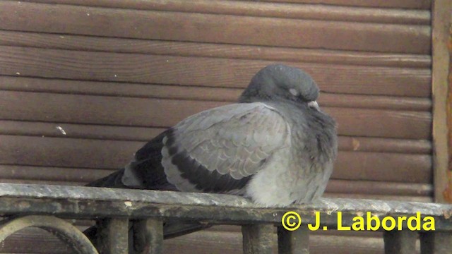 Голуб сизий - ML201904121