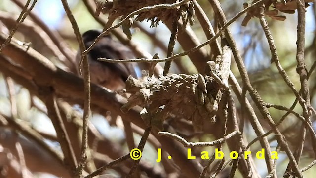 Long-tailed Tit (europaeus Group) - ML201904791