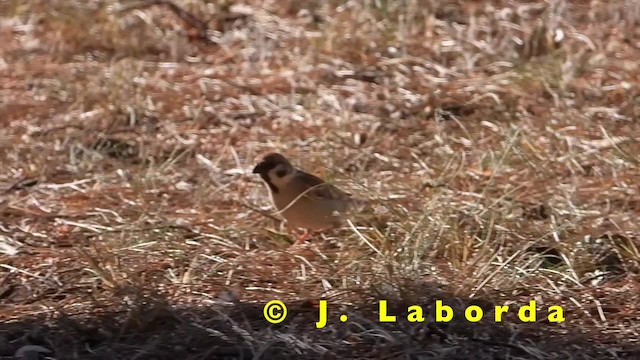 Eurasian Tree Sparrow - ML201904961