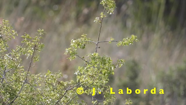 Woodchat Shrike (Western) - ML201905151