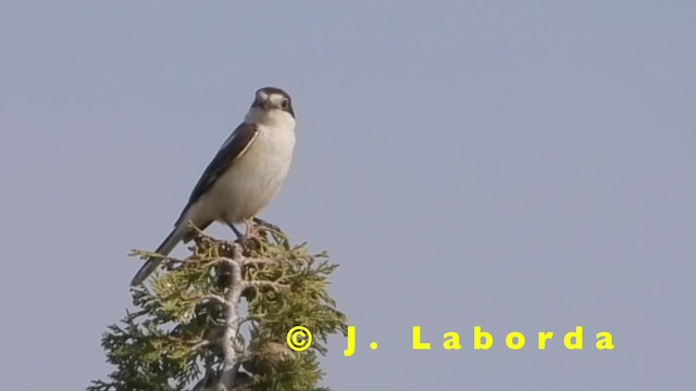 Woodchat Shrike (Western) - ML201905171