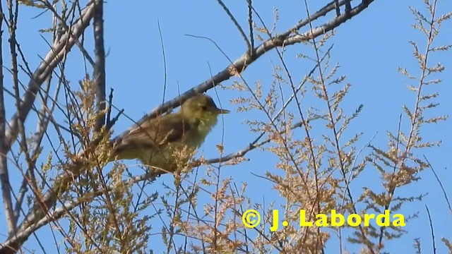 Melodious Warbler - ML201905211