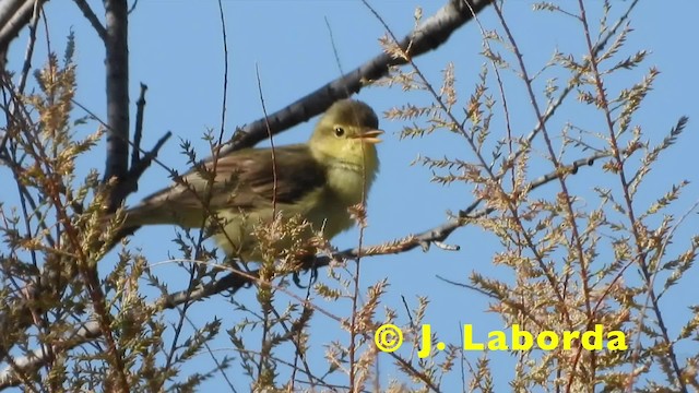 Melodious Warbler - ML201905261