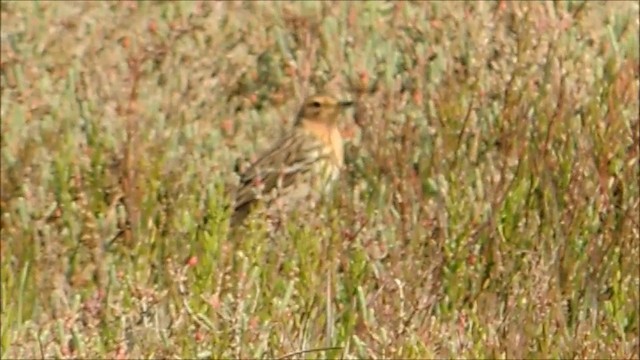 Red-throated Pipit - ML201905711