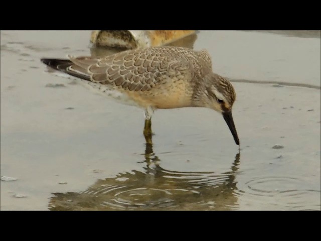 Red Knot - ML201905851