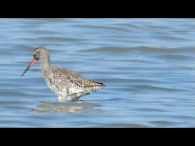 Spotted Redshank - ML201905871