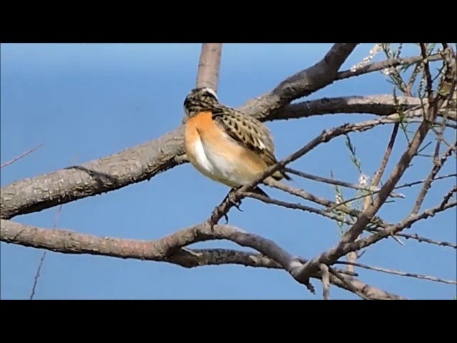 Whinchat - ML201905901