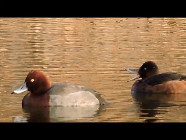 Common Pochard x Ferruginous Duck (hybrid) - ML201905981