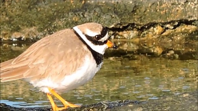 Common Ringed Plover - ML201906011