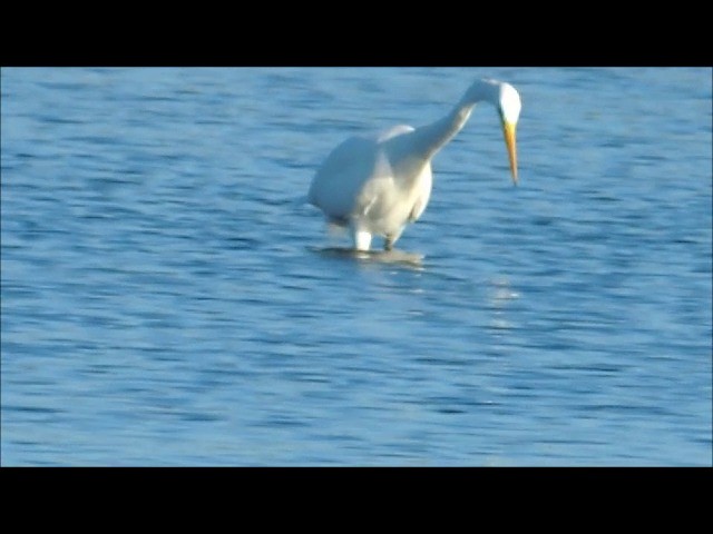 Great Egret (alba) - ML201906071