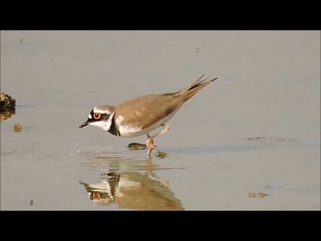 Little Ringed Plover (curonicus) - ML201906301