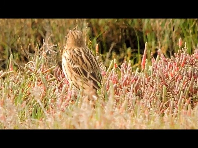 Red-throated Pipit - ML201906351
