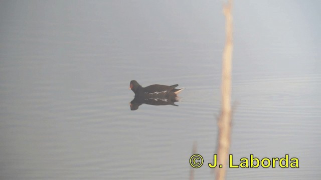 Gallinule poule-d'eau - ML201906501