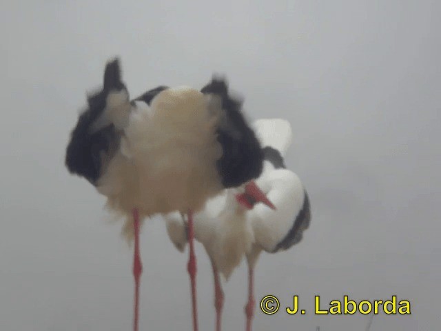 White Stork - ML201906971