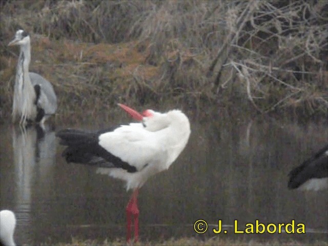 White Stork - ML201906991