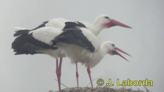 White Stork - ML201907011