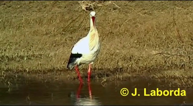 White Stork - ML201907251