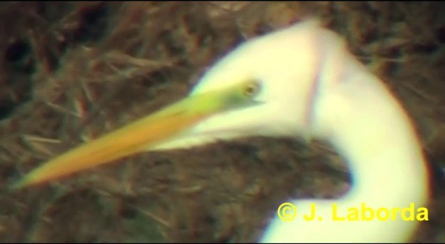 Great Egret (alba) - ML201907271