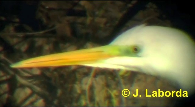 Great Egret (alba) - ML201907361