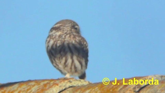 Little Owl (Little) - ML201907421