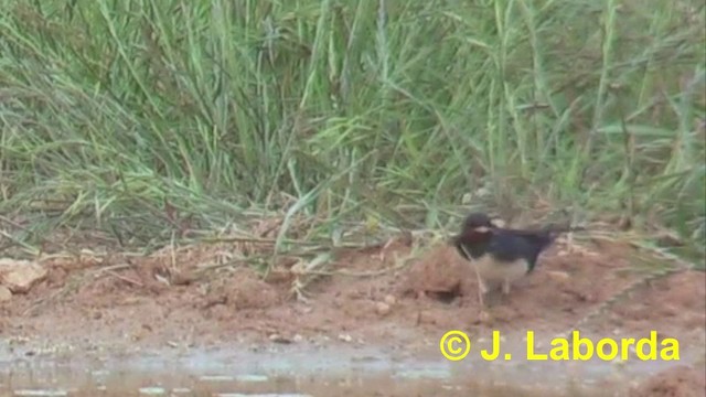 Barn Swallow (White-bellied) - ML201907591