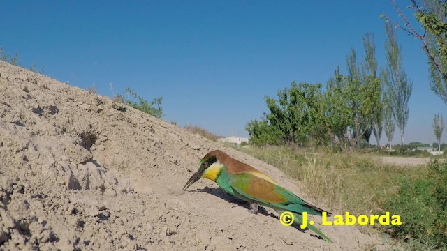 European Bee-eater - ML201908561