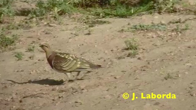 Pin-tailed Sandgrouse (Iberian) - ML201908751