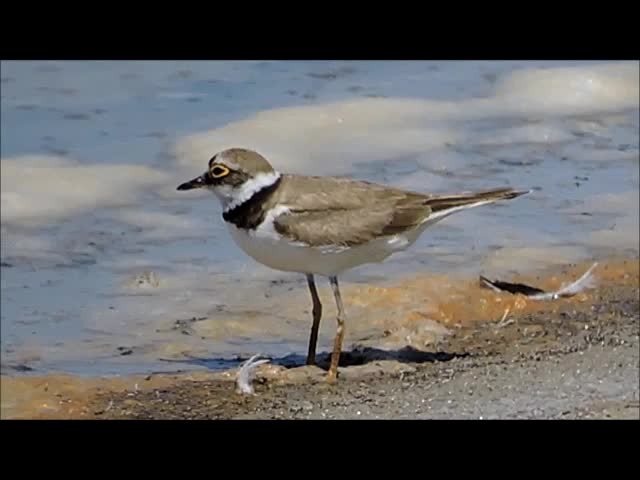 Little Ringed Plover (curonicus) - ML201909041