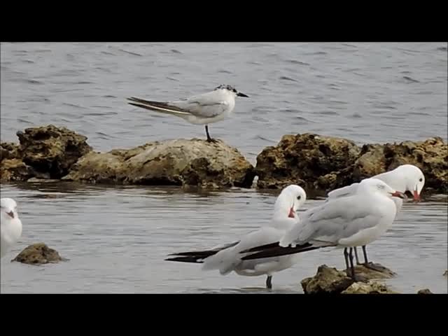 Gull-billed Tern - ML201909181