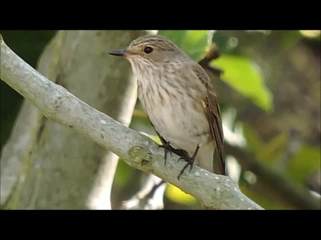 Spotted Flycatcher (Spotted) - ML201909191