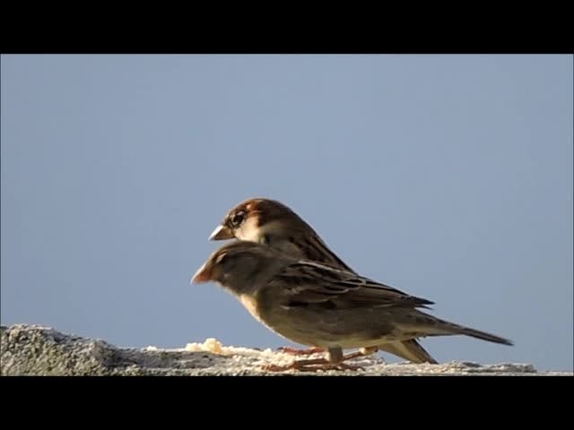 Italian Sparrow - ML201909451