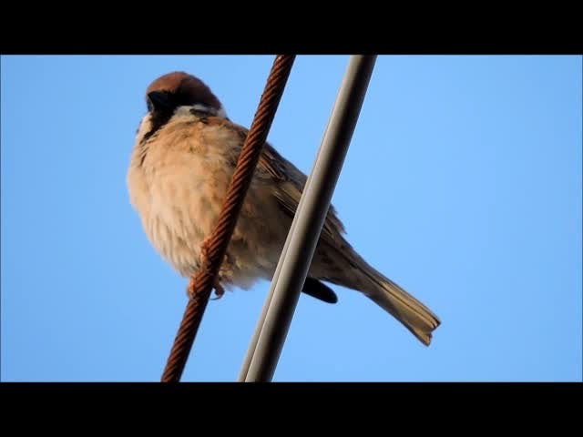 Eurasian Tree Sparrow - ML201909481