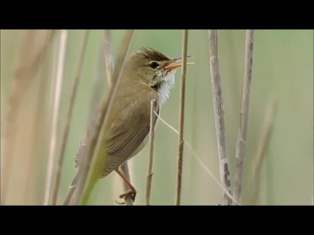 Common Reed Warbler (Common) - ML201909581