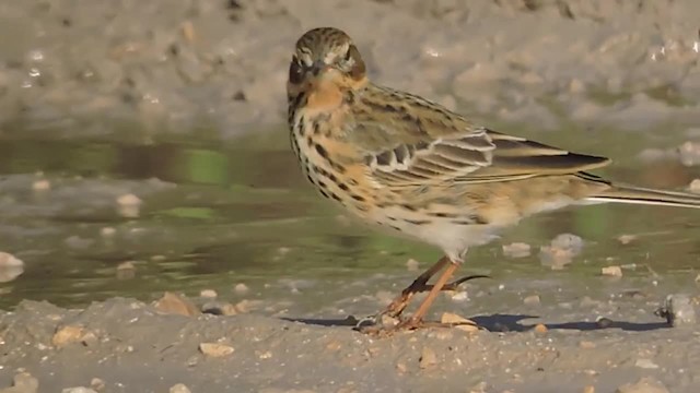 Red-throated Pipit - ML201909741