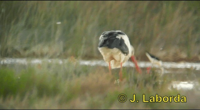 White Stork - ML201909881