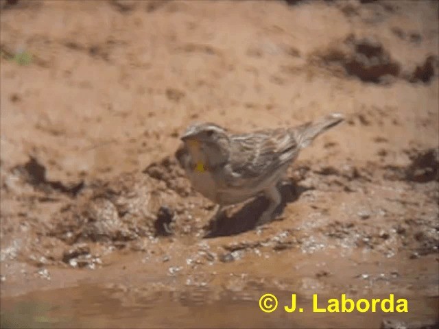 Rock Sparrow - ML201910531
