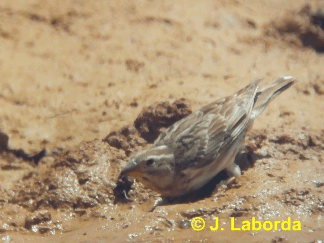 Rock Sparrow - ML201910591