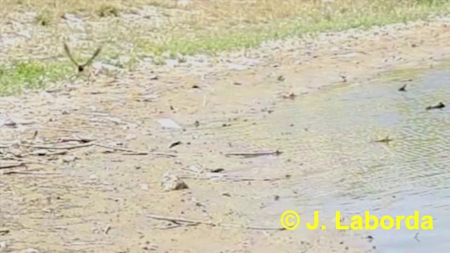 Barn Swallow (White-bellied) - ML201911041