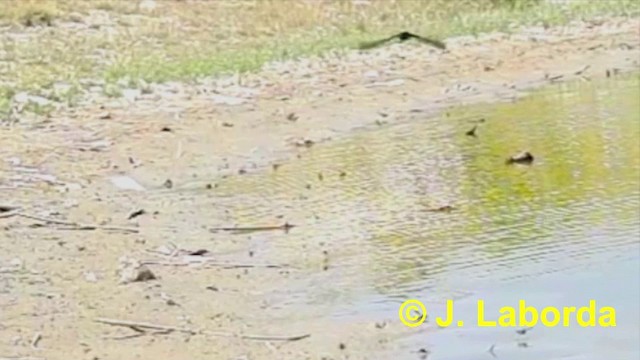 Barn Swallow (White-bellied) - ML201911061