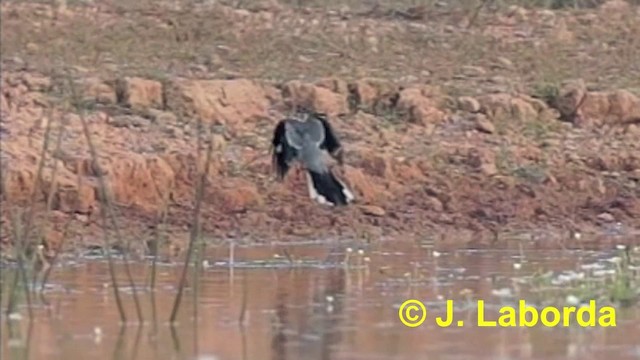Iberian Gray Shrike - ML201911151