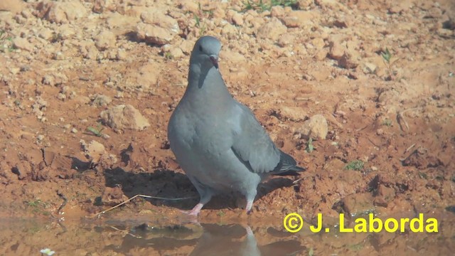 Pigeon colombin - ML201911221