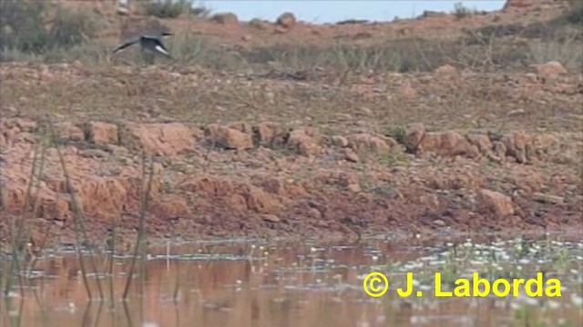 Iberian Gray Shrike - ML201911231