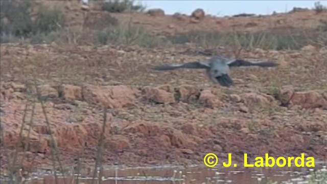 Iberian Gray Shrike - ML201911251