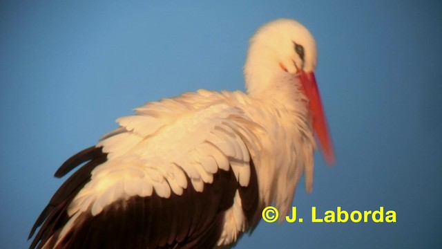 White Stork - ML201911701