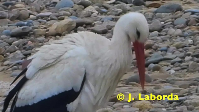 White Stork - ML201912141