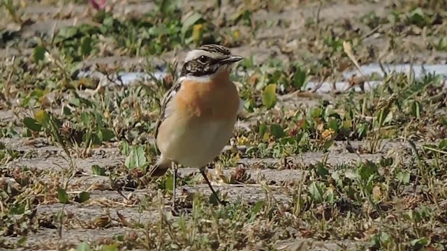 Whinchat - ML201912401