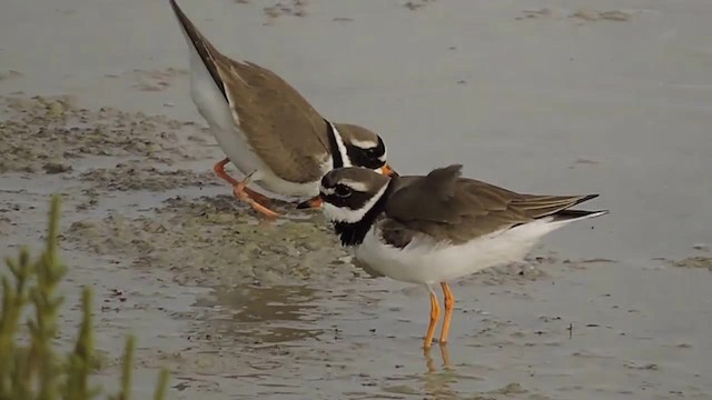 Common Ringed Plover - ML201912411