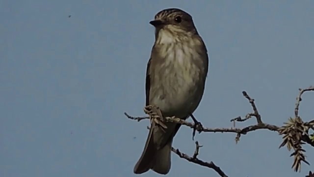 Spotted Flycatcher (Spotted) - ML201912461
